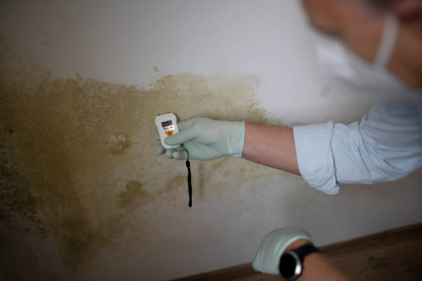 Best Certified Mold Removal  in Mount Sinai, NY