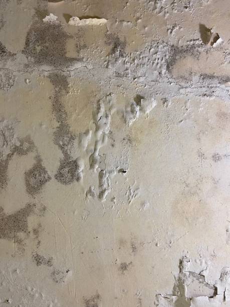 Best Fast Mold Removal  in Mount Sinai, NY