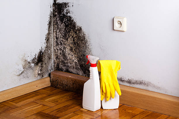 Best Mold Damage Repair  in Mount Sinai, NY